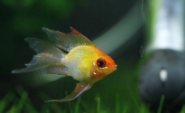 波子魚混養技巧