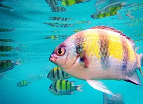 四間魚水質管理