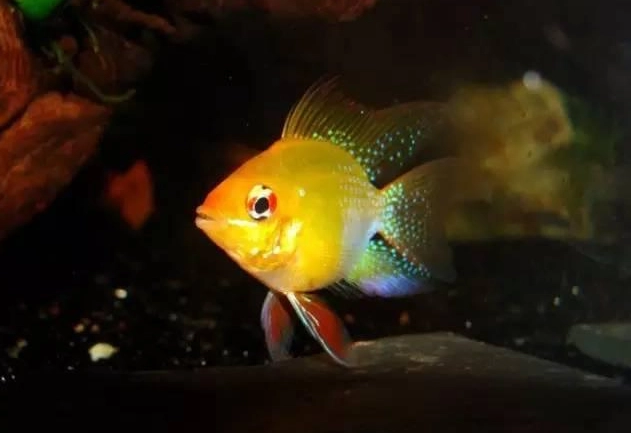 波子魚混養魚種