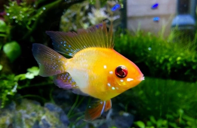 波子魚混養技巧