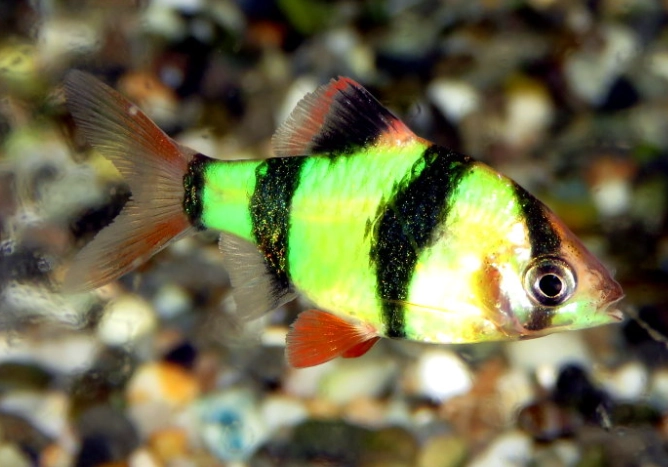 四間魚水質管理