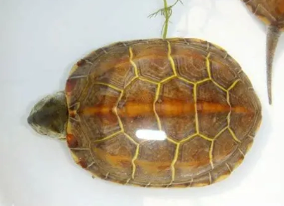巴西龜健康照護 巴西龜健康照護