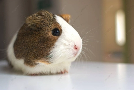 倉鼠品種香港