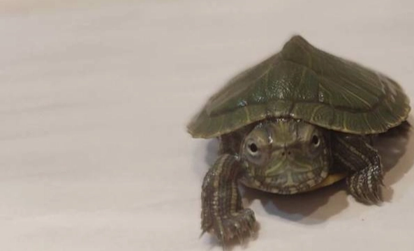 寵物龜互動方法