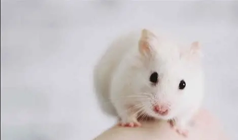 養倉鼠注意事項