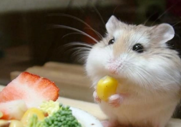 防止布丁鼠咬人