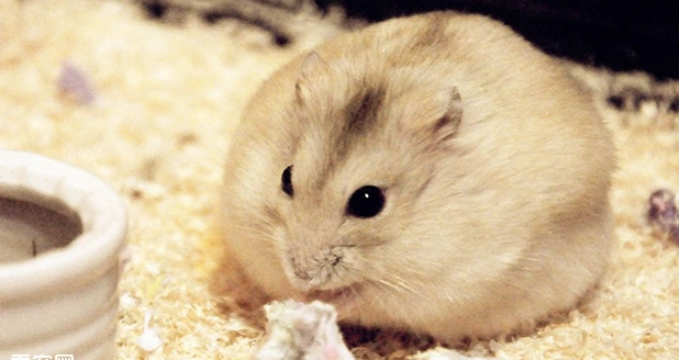 防止布丁鼠咬人