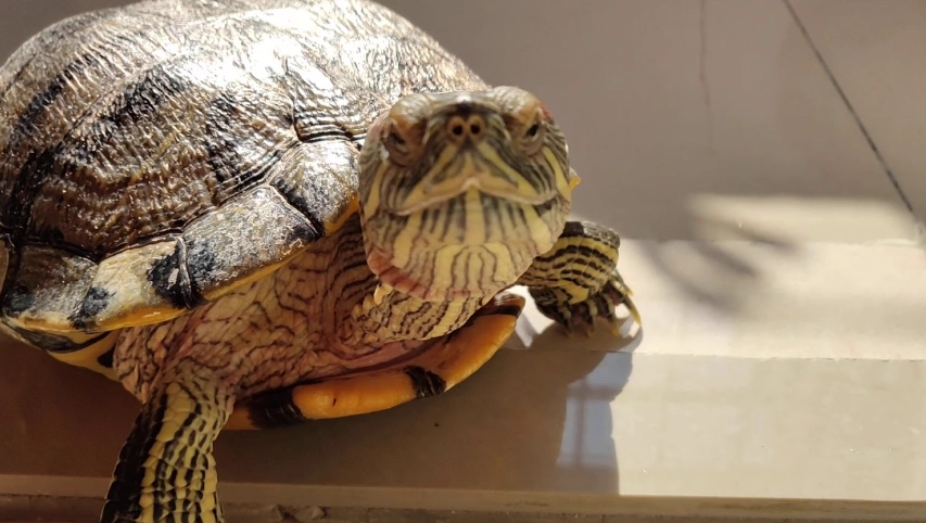 龜類曬太陽方法 龜類曬太陽方法