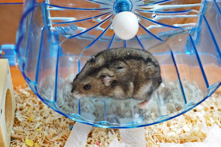 倉鼠飼養用品