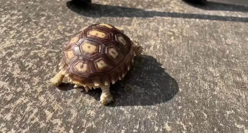 龜類曬太陽方法 龜類曬太陽方法