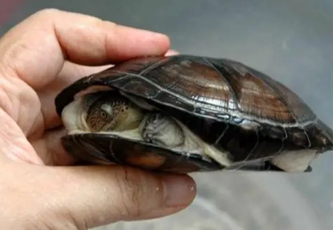 寵物龜互動方法