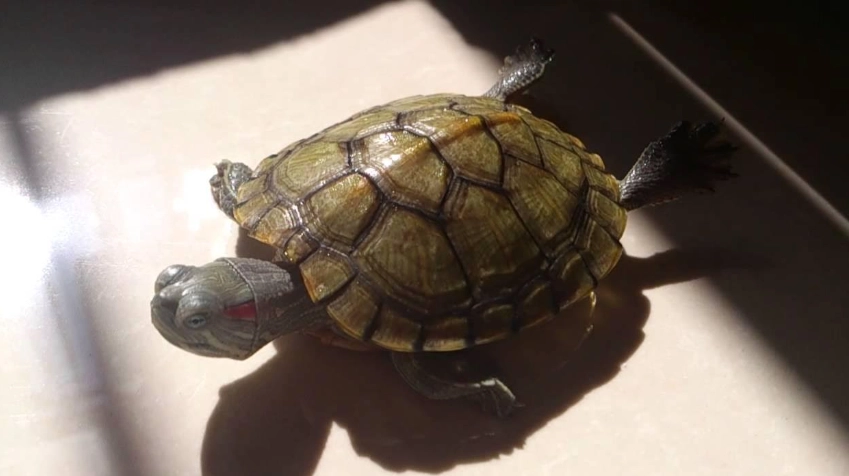 巴西龜健康照護 巴西龜健康照護