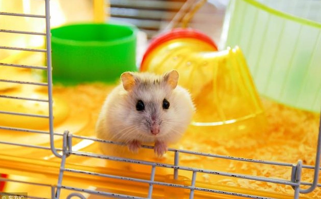 倉鼠籠子推薦