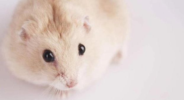 防止布丁鼠咬人