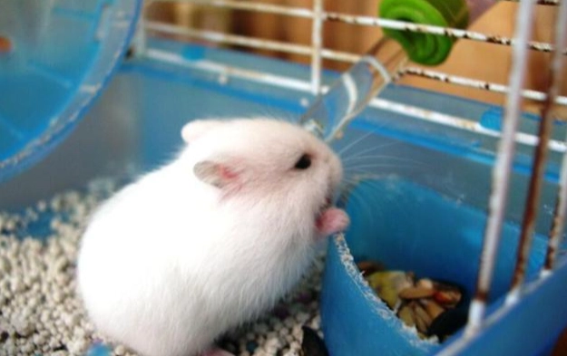 倉鼠照顧