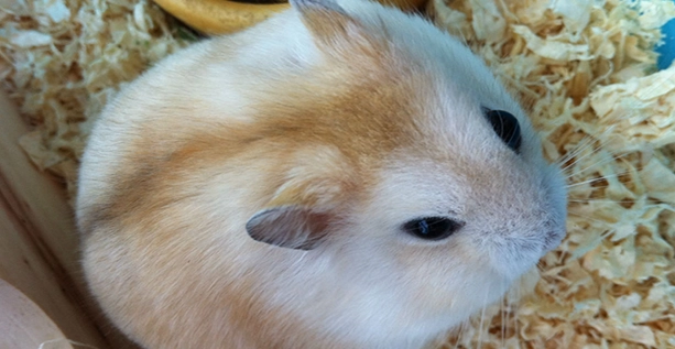 寵物鼠咬傷處理