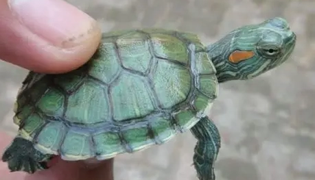 巴西龜健康照護 巴西龜健康照護