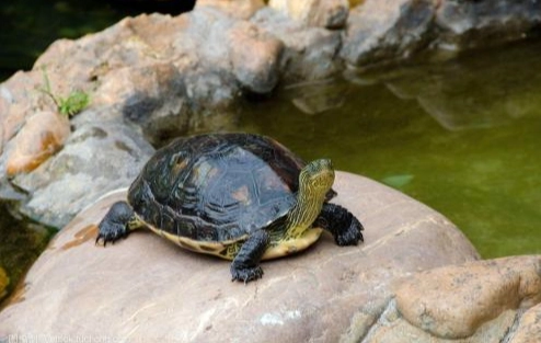 巴西龜飼養注意事項