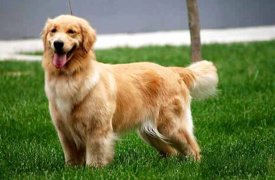 金毛犬顏色遺傳