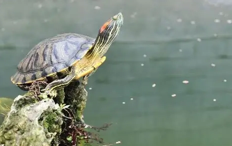 巴西龜疾病預防 巴西龜疾病預防