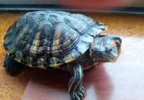 巴西龜疾病預防 巴西龜疾病預防