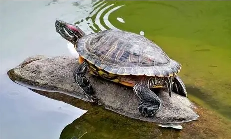 巴西龜飼養 巴西龜飼養