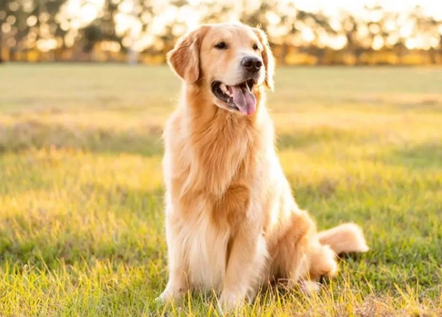 黃金獵犬平均壽命