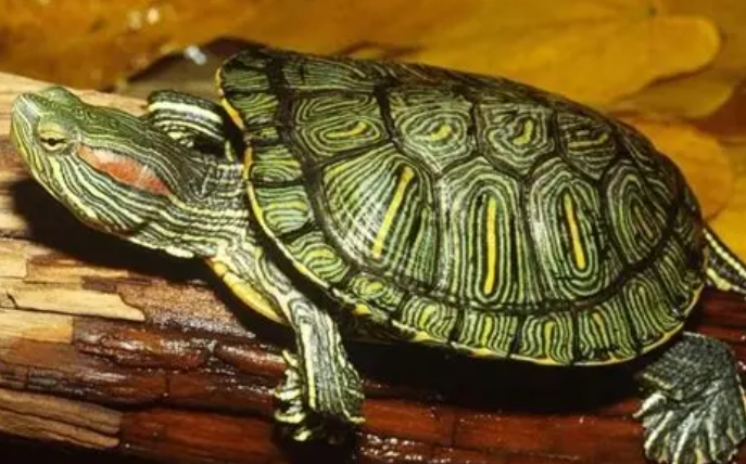 巴西龜環境佈置 巴西龜環境佈置