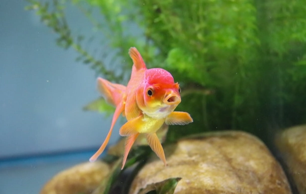 養魚入門 養魚入門