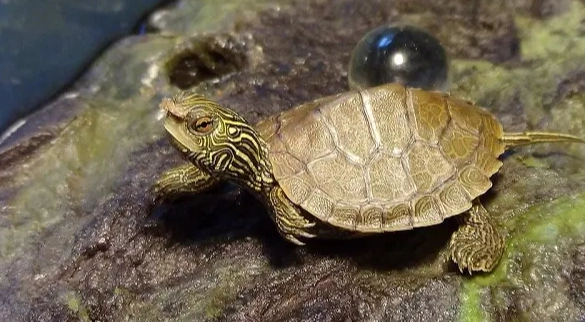 巴西龜飼養溫度