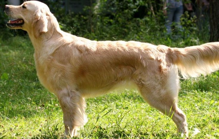 黃金獵犬訓練方法