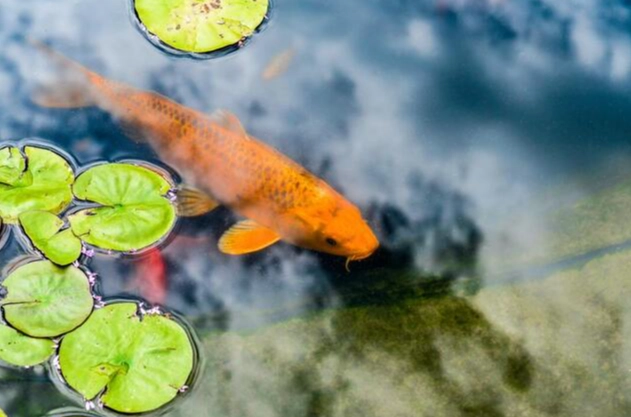好養的魚種 好養的魚種