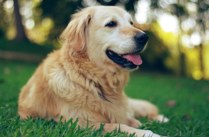 黃金獵犬是大型犬嗎