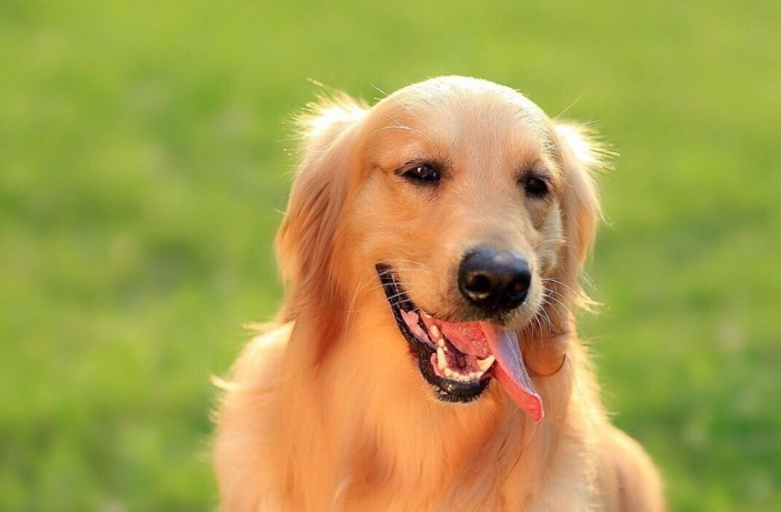 黃金獵犬 大型犬