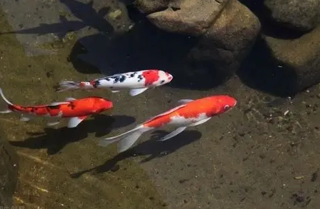 好養的魚種 好養的魚種