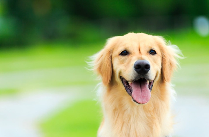 黃金獵犬好養嗎