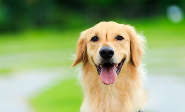 如何讓黃金獵犬活更久