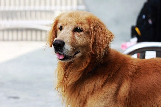 黃金獵犬智商幾歲