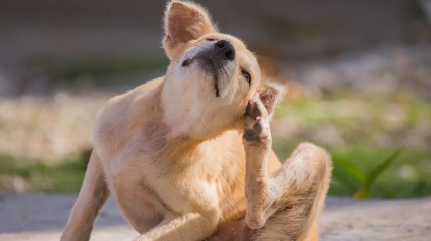 狗狗抓癢原因