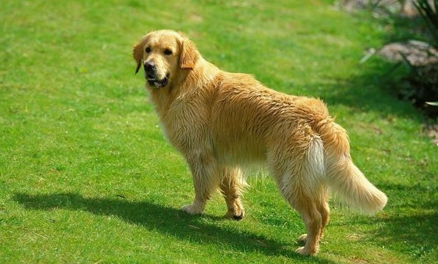 金毛犬顏色遺傳