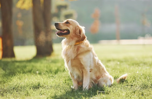 黃金獵犬平均壽命