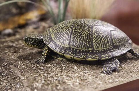 巴西龜飼養溫度