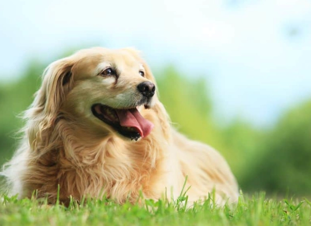 黃金獵犬壽命全攻略：延長愛犬生命的實用秘訣