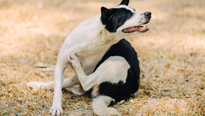 狗狗過敏症狀