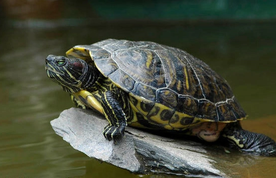 巴西龜飼養注意事項