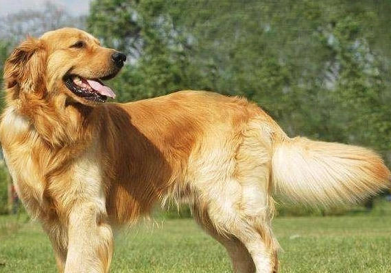 金毛尋回犬顏色