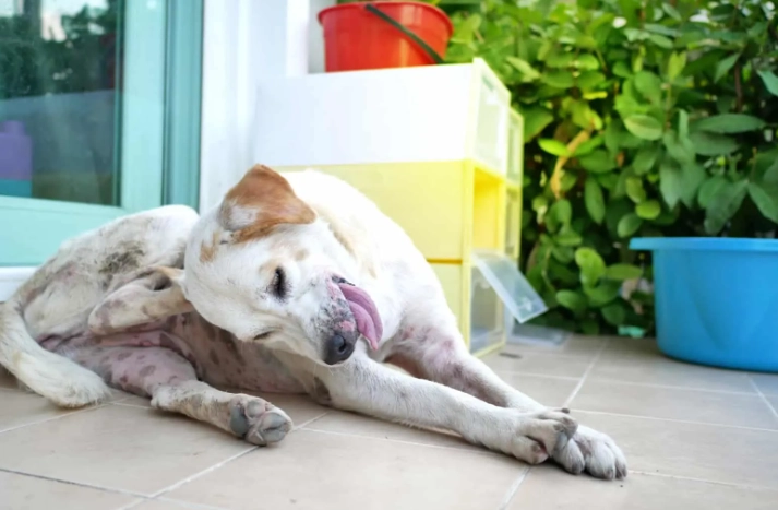 狗狗沒跳蚤沒皮膚病但卻一直抓癢