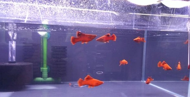 新手養魚 新手養魚