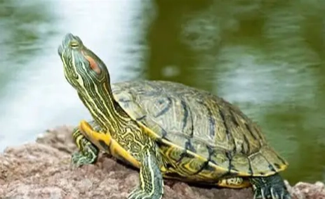 巴西龜環境佈置 巴西龜環境佈置