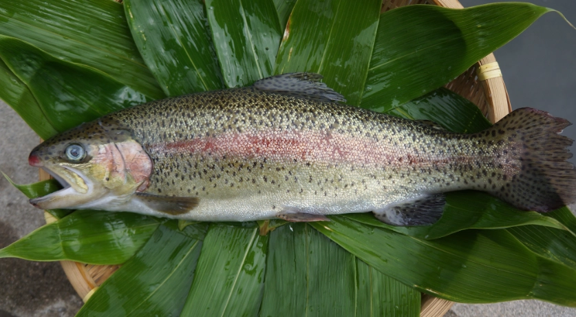 新手養魚 新手養魚